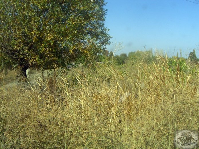 Ormi-Ardeshay-015