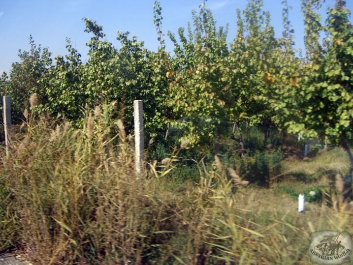 Ormi-Ardeshay-016