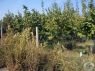 Ormi-Ardeshay-016